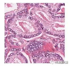 核分割的医学图像数据集